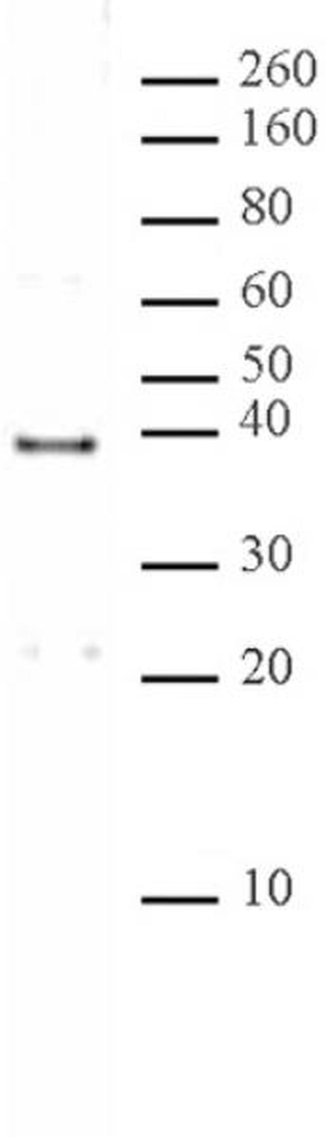 MRG15 Antibody in Western Blot (WB)