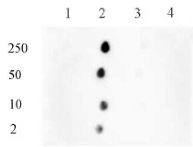 Histone H3K122me1 Antibody in Dot Blot (DB)