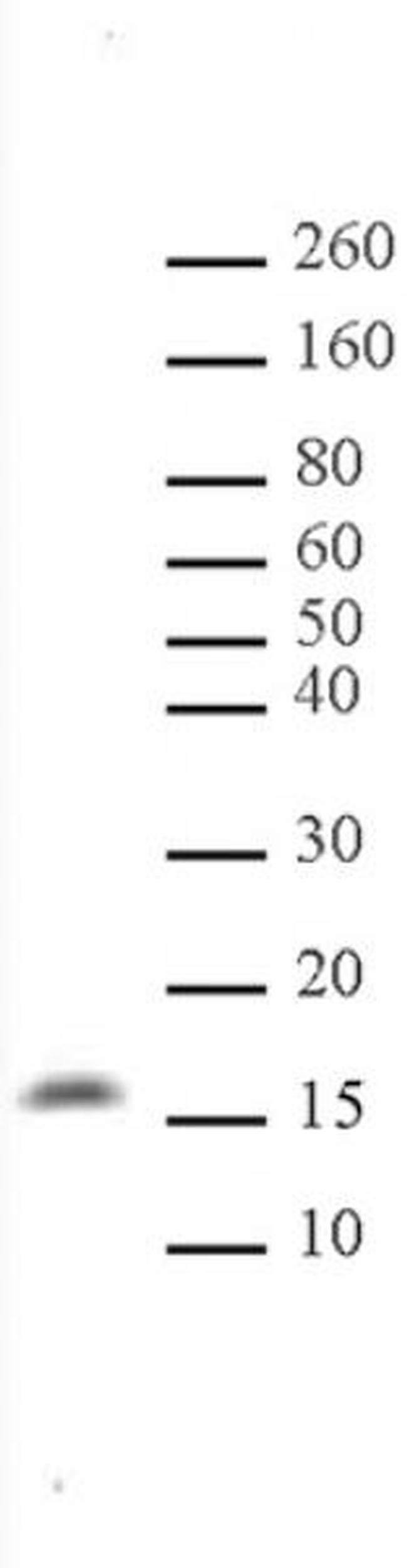 Histone H3K122me1 Antibody in Western Blot (WB)