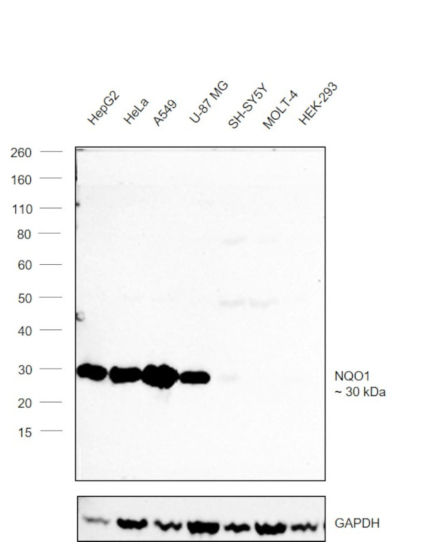 NQO1 Antibody