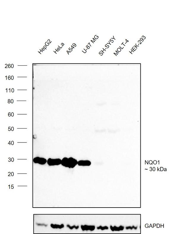 NQO1 Antibody in Western Blot (WB)