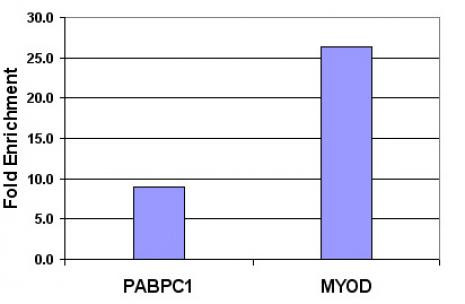 Histone H3K9me2 Antibody in ChIP Assay (ChIP)