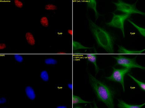 Histone H3K27me1 Antibody in Immunocytochemistry (ICC/IF)