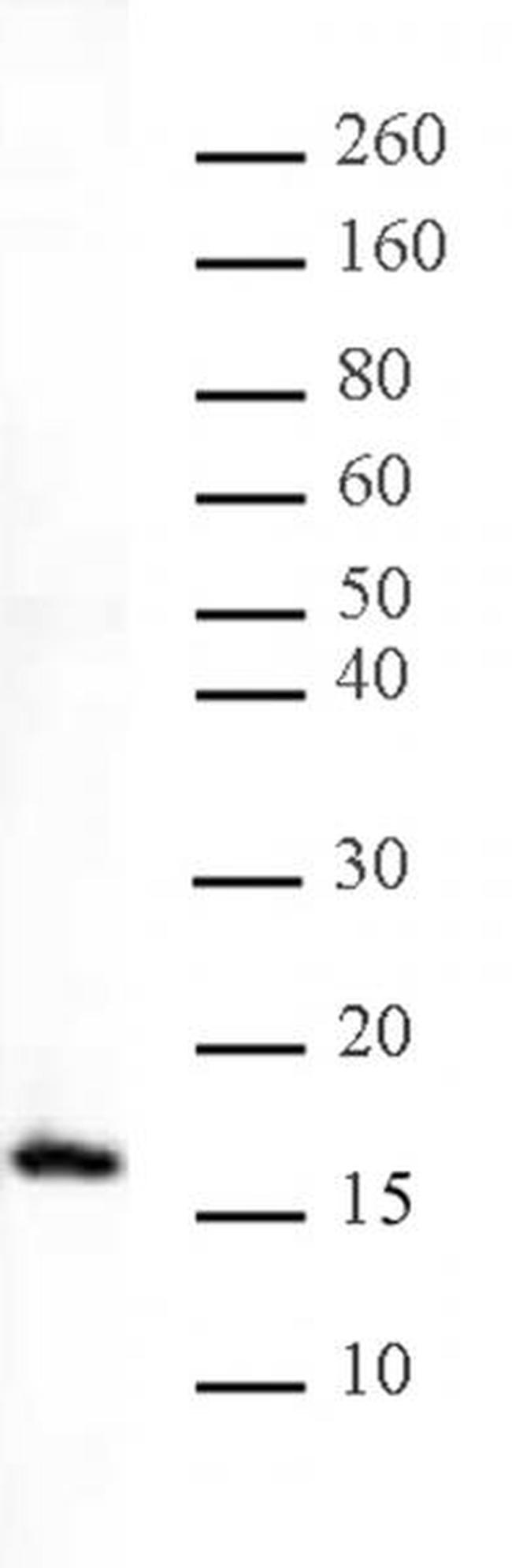 Histone H3K27me1 Antibody in Western Blot (WB)