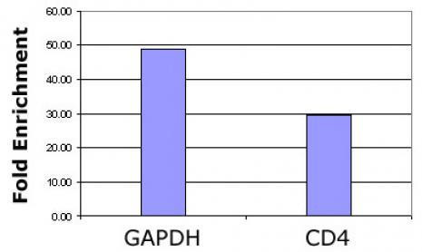 Histone H3K36ac Antibody in ChIP Assay (ChIP)