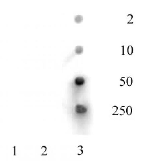 Histone H3K36ac Antibody in Dot Blot (DB)