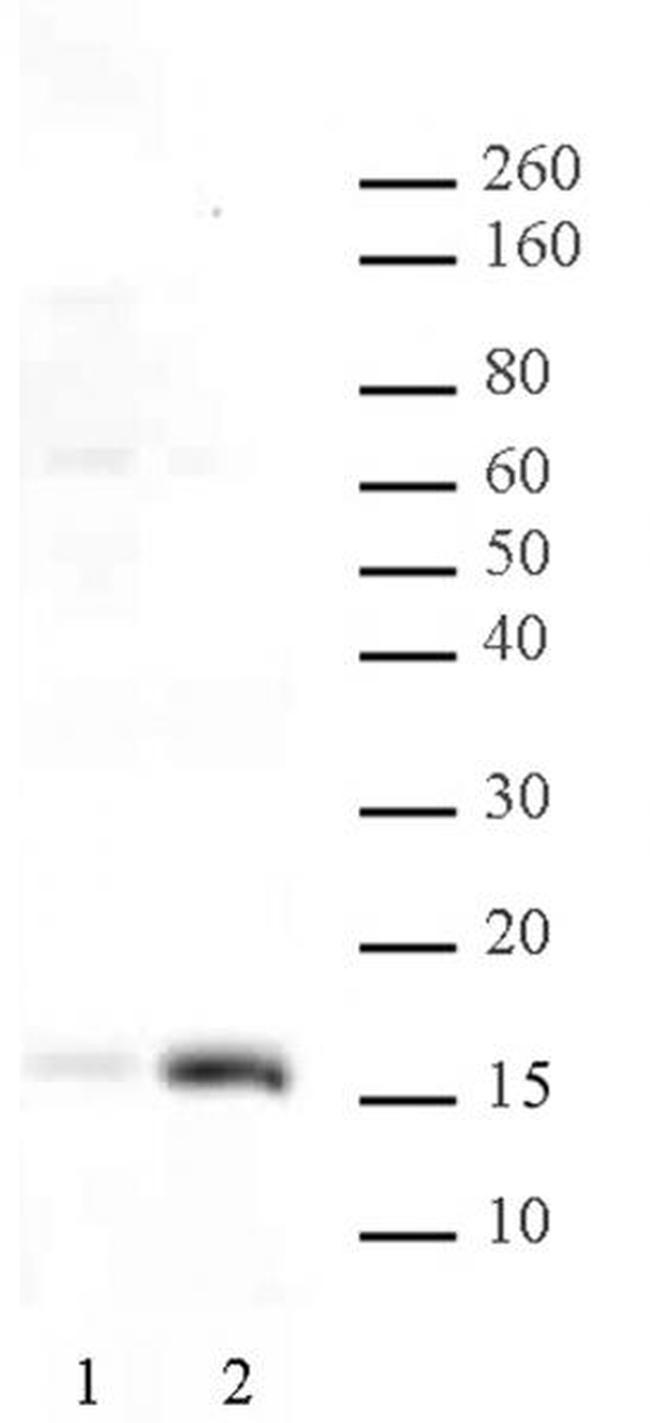 Histone H3K36ac Antibody in Western Blot (WB)