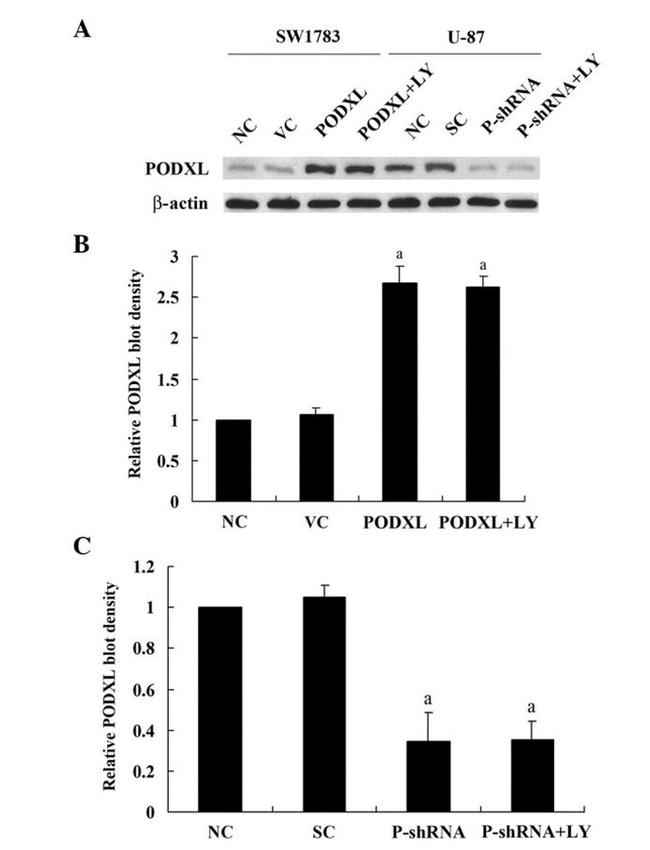 PODXL Antibody in Western Blot (WB)