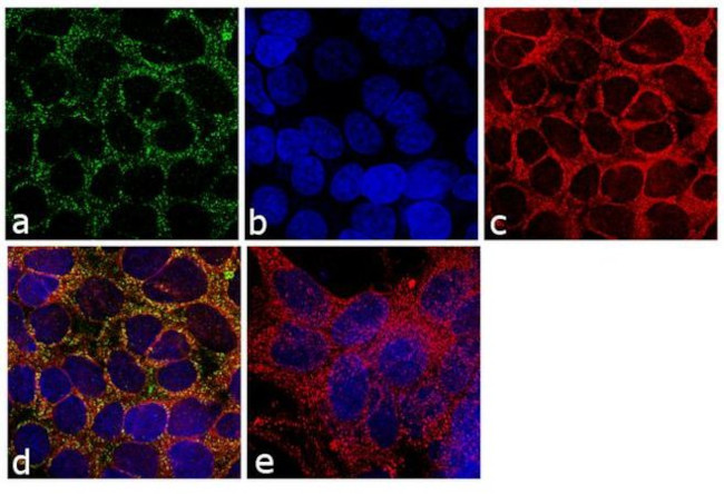 PODXL Antibody in Immunocytochemistry (ICC/IF)