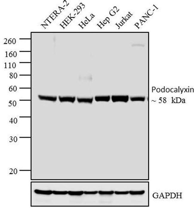 PODXL Antibody in Western Blot (WB)