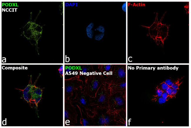 PODXL Antibody