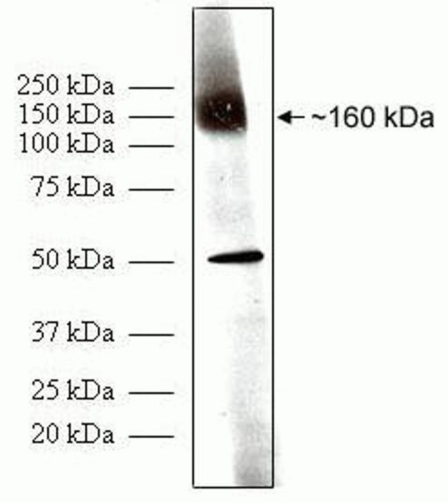 PODXL Antibody in Western Blot (WB)