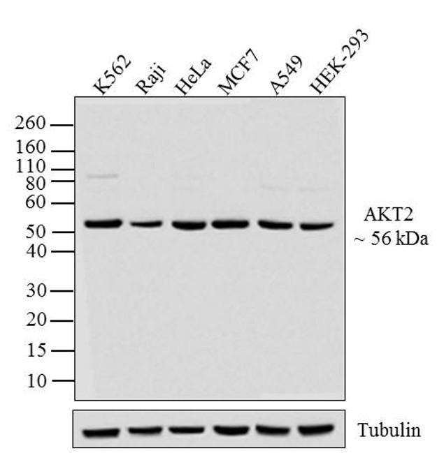 AKT2 Antibody in Western Blot (WB)