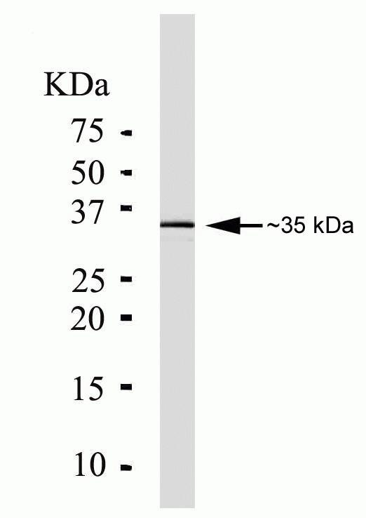 PIM1 Antibody in Western Blot (WB)