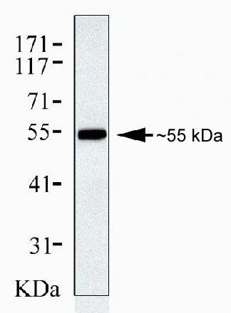 beta Arrestin 1 Antibody in Western Blot (WB)