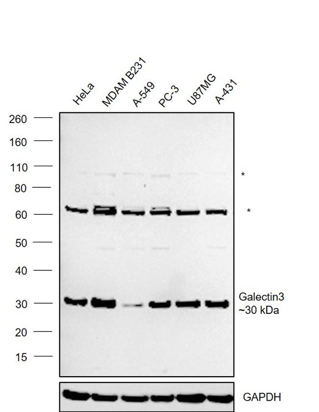 Galectin 3 Antibody in Western Blot (WB)