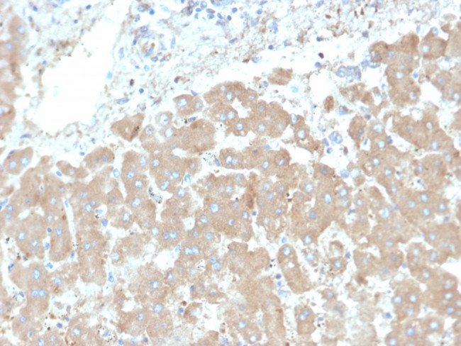 Leptin Receptor (LEPR)/Ob-R/CD295 Antibody in Immunohistochemistry (Paraffin) (IHC (P))