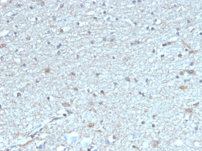 Leptin Receptor (LEPR)/Ob-R/CD295 Antibody in Immunohistochemistry (Paraffin) (IHC (P))