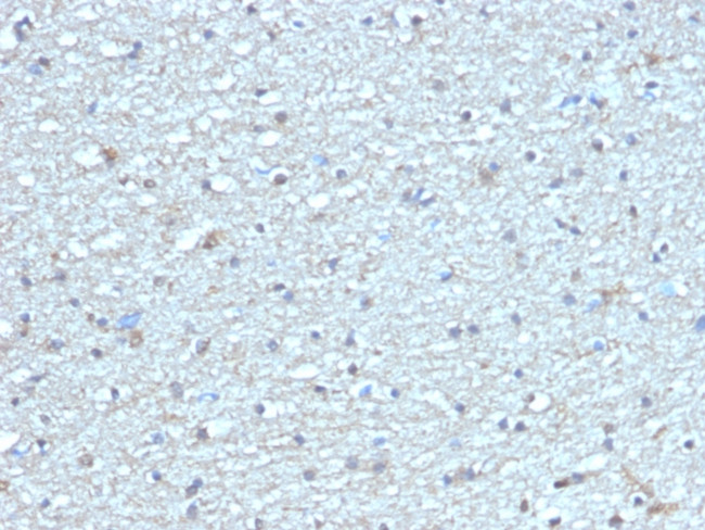 Leptin Receptor (LEPR)/Ob-R/CD295 Antibody in Immunohistochemistry (Paraffin) (IHC (P))