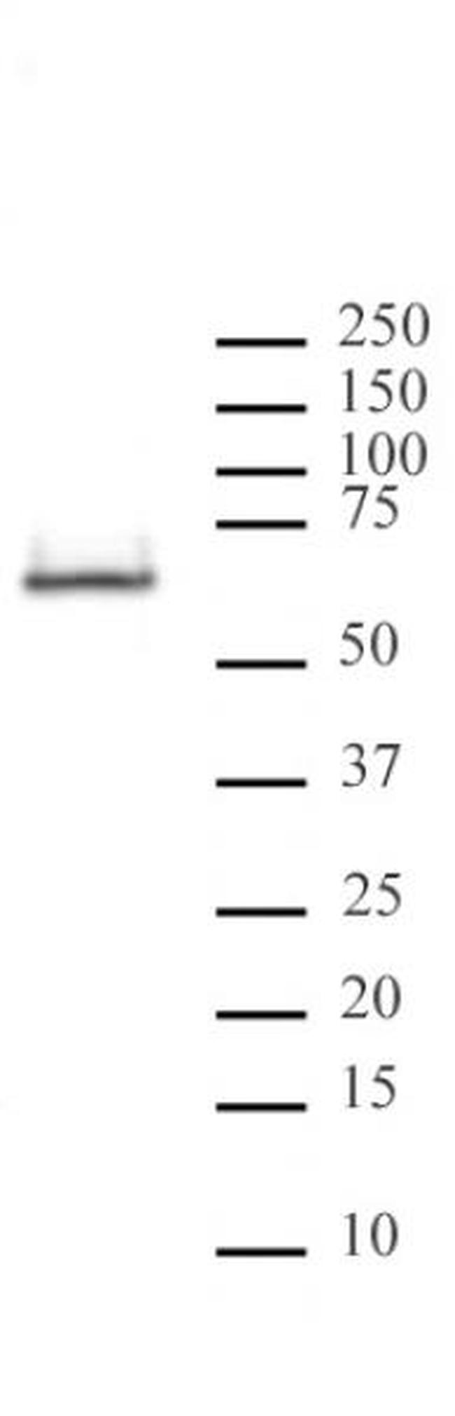 HDAC2 Antibody in Western Blot (WB)