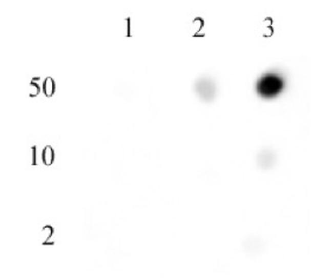 Histone H3K27me2me3 Antibody in Dot Blot (DB)