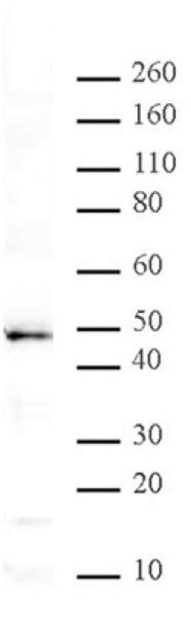 MBD2 Antibody in Western Blot (WB)