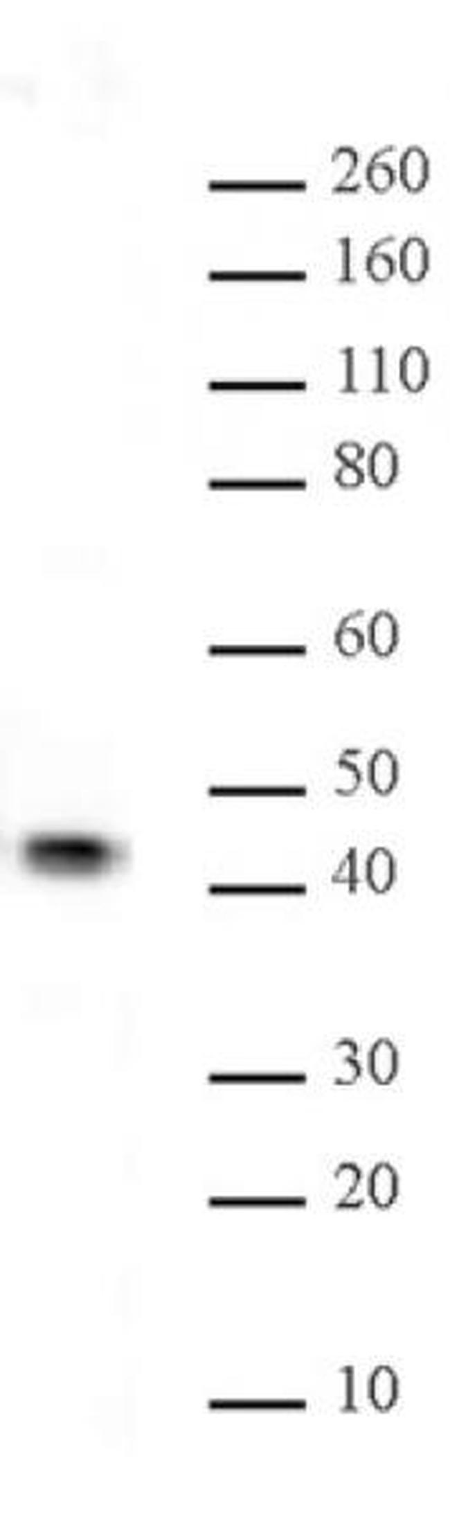 JunB Antibody in Western Blot (WB)