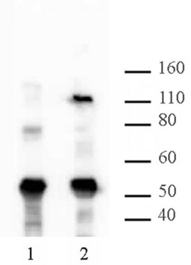 HIRA Antibody in Western Blot (WB)