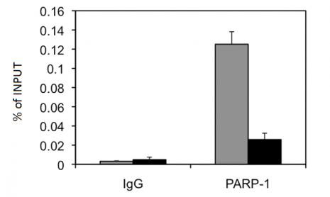 PARP-1 N-terminal Antibody in ChIP Assay (ChIP)