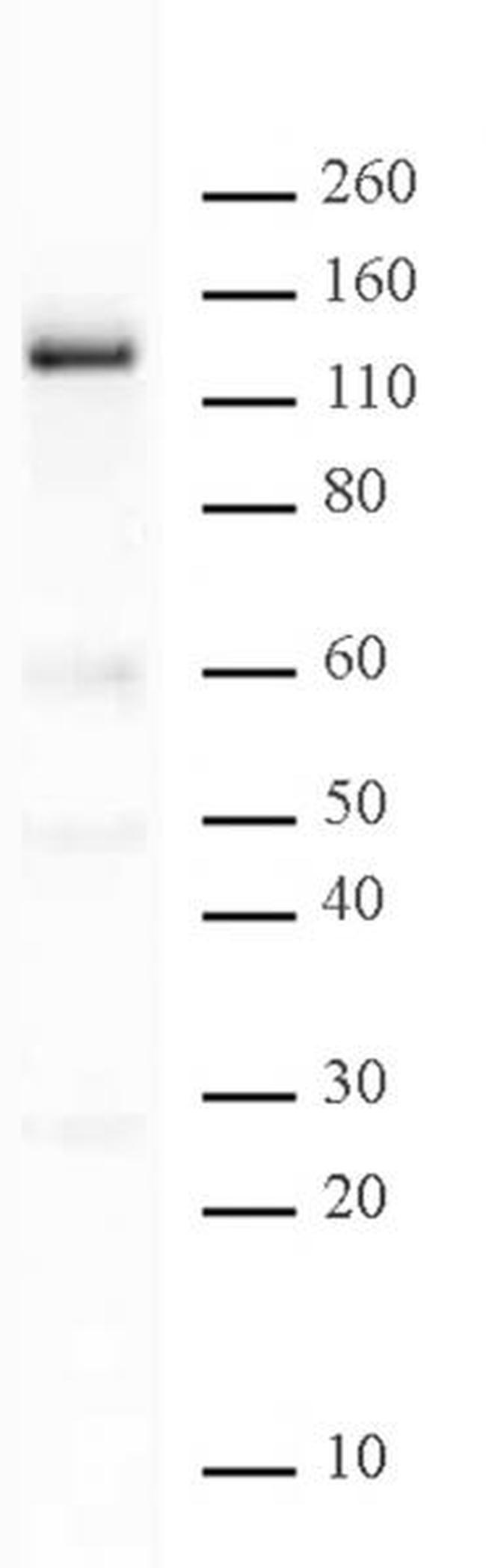 PARP-1 N-terminal Antibody in Western Blot (WB)