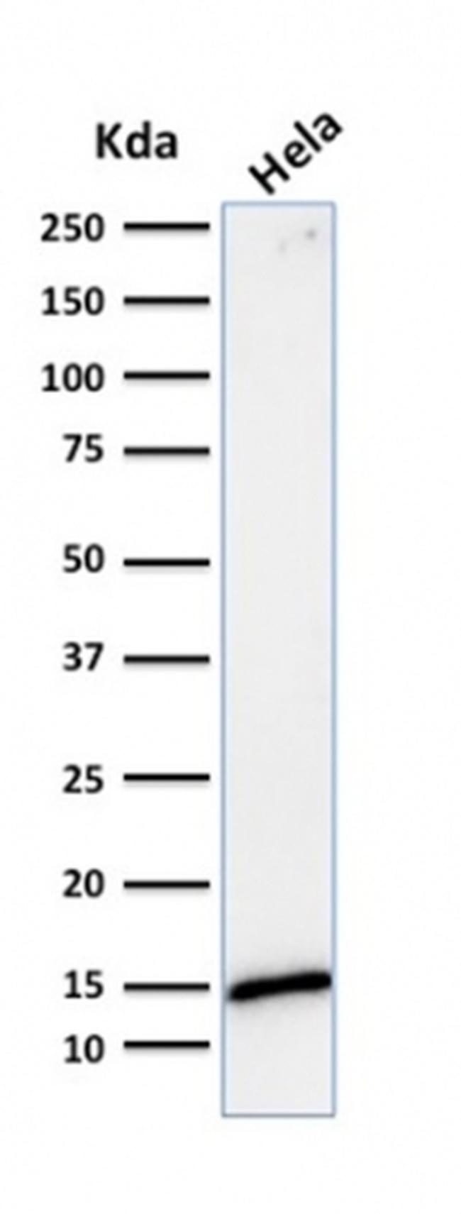 Galectin-1/Human Placental Lactogen (hPL) Antibody in Western Blot (WB)