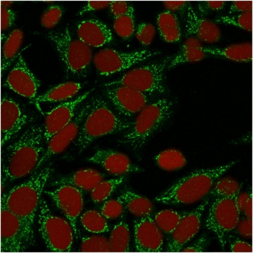 Galectin-1/Human Placental Lactogen (hPL) Antibody in Immunocytochemistry (ICC/IF)