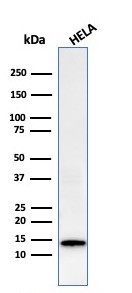 Galectin-1/Human Placental Lactogen (hPL) Antibody in Western Blot (WB)