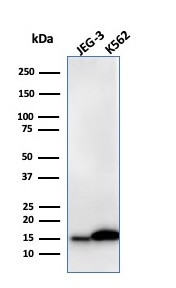 Galectin-1/Human Placental Lactogen (hPL) Antibody in Western Blot (WB)