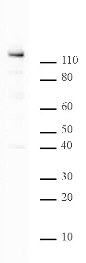 PARP-1 C-terminal Antibody in Western Blot (WB)