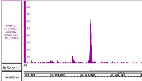 PARP-1 C-terminal Antibody in ChIP Assay (ChIP)