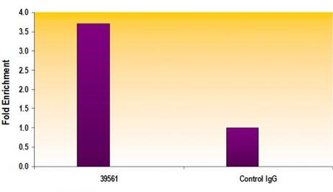 PARP-1 C-terminal Antibody in Western Blot (WB)