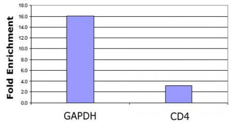 Histone H3K79ac Antibody in ChIP Assay (ChIP)