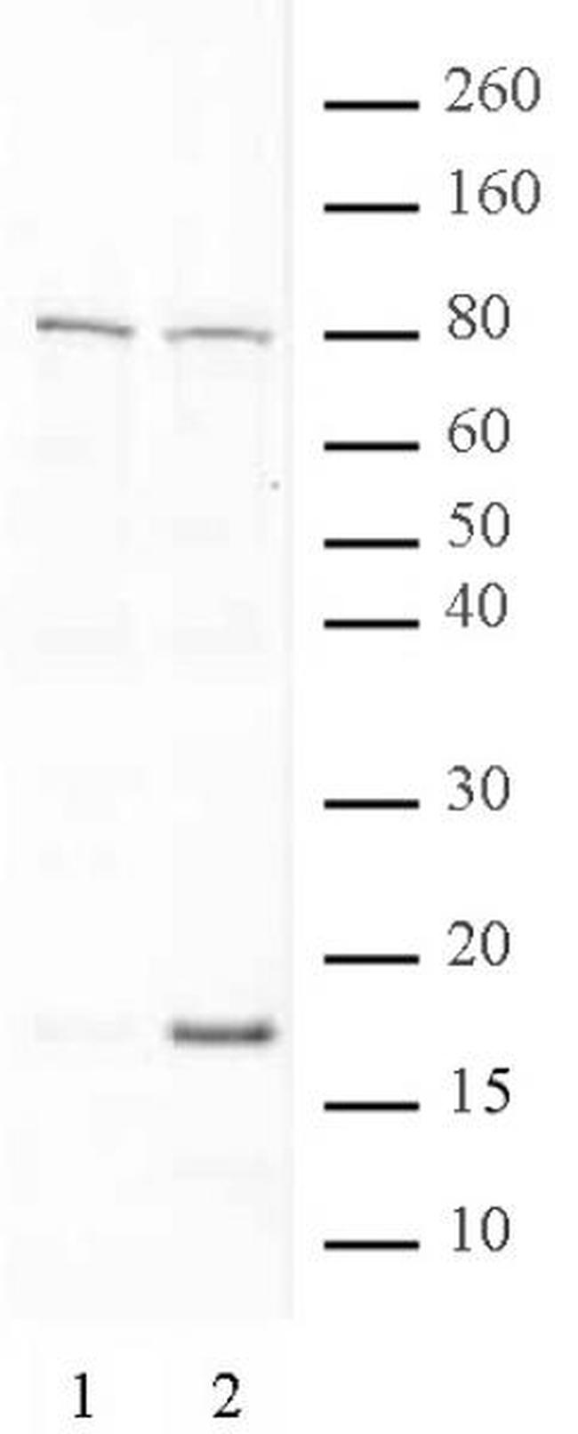 Histone H3K79ac Antibody in Western Blot (WB)