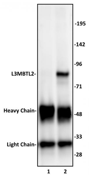 L3MBTL2 Antibody in Immunoprecipitation (IP)