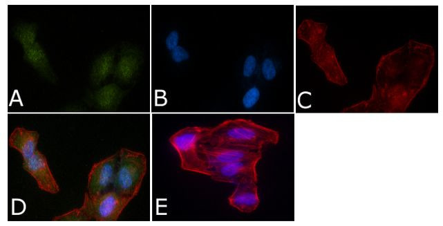 SMAD5 Antibody in Immunocytochemistry (ICC/IF)