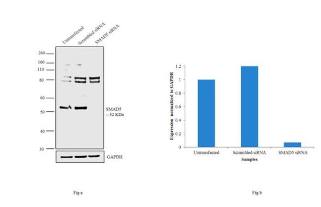 SMAD5 Antibody