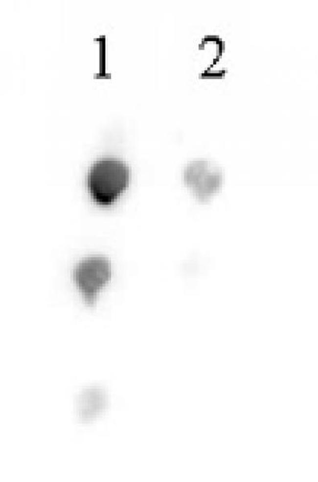 Histone H2BK46ac Antibody in Dot Blot (DB)