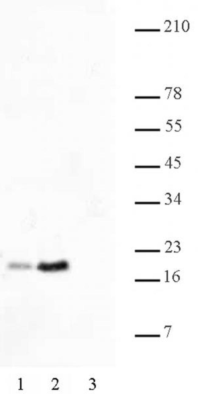 Histone H2BK46ac Antibody in Western Blot (WB)