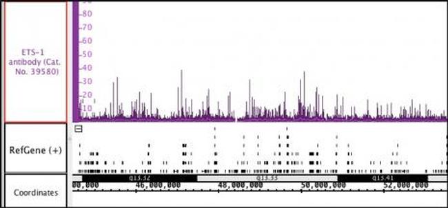 Ets-1 Antibody in Western Blot (WB)