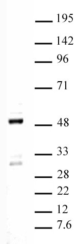 Ets-1 Antibody in Western Blot (WB)