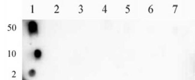 Histone H3K9ac Antibody in Dot Blot (DB)