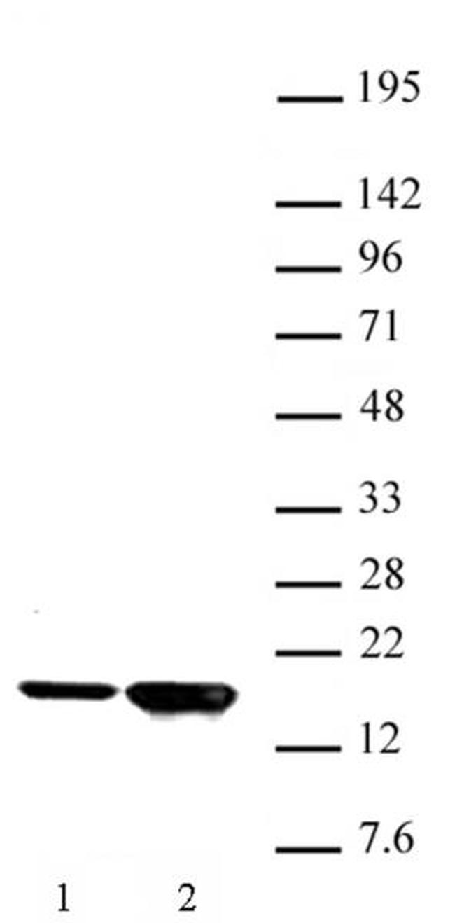 Histone H3K9ac Antibody in Western Blot (WB)