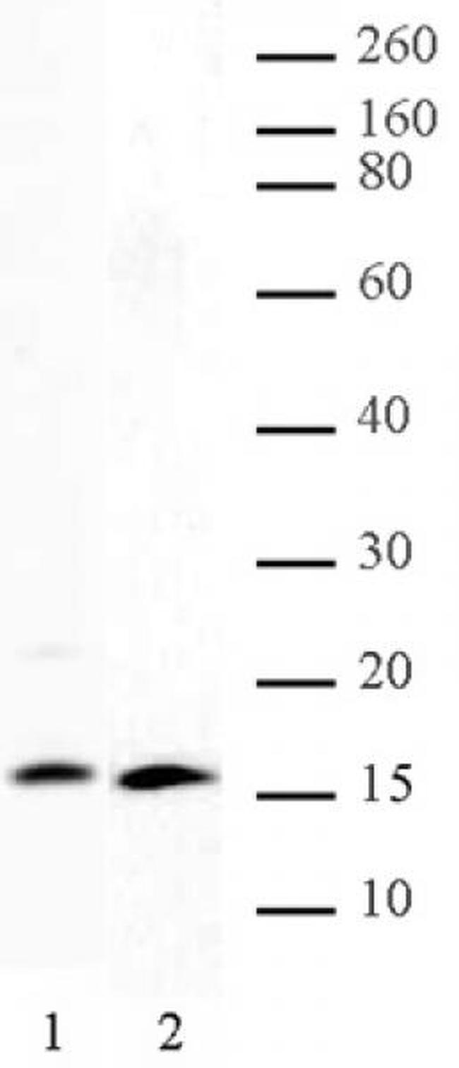 Histone H2A, C-terminal Antibody in Western Blot (WB)