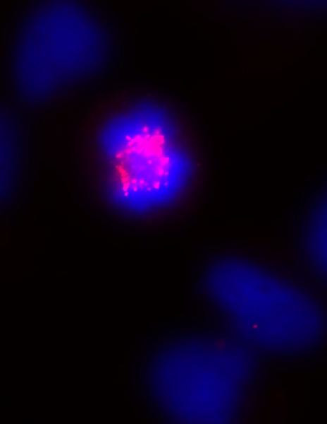 CENP-E Antibody in Immunocytochemistry (ICC/IF)